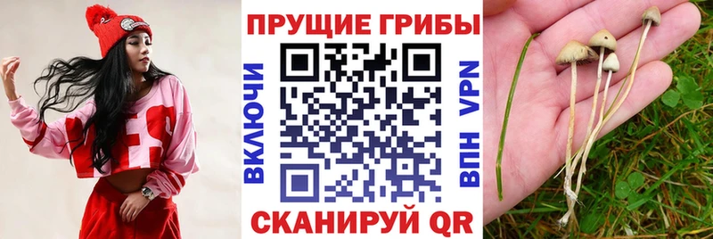 Галлюциногенные грибы MAGIC MUSHROOMS  купить  цена  мориарти формула  Семикаракорск 